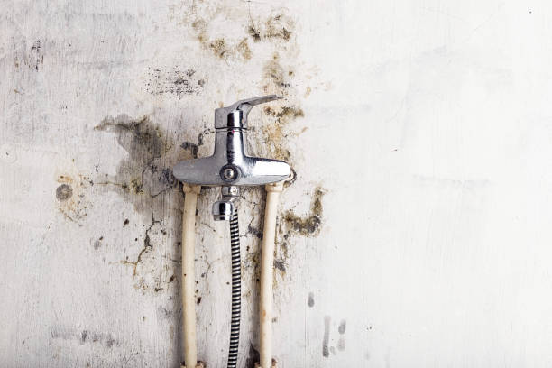 Best Mold Cleaning Services  in Seeley Lake, MT