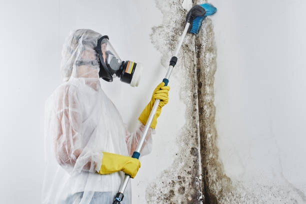 Best Best Mold Removal Companies  in Seeley Lake, MT