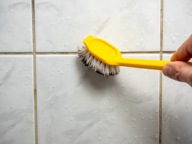Best Mold Remediation  in Seeley Lake, MT