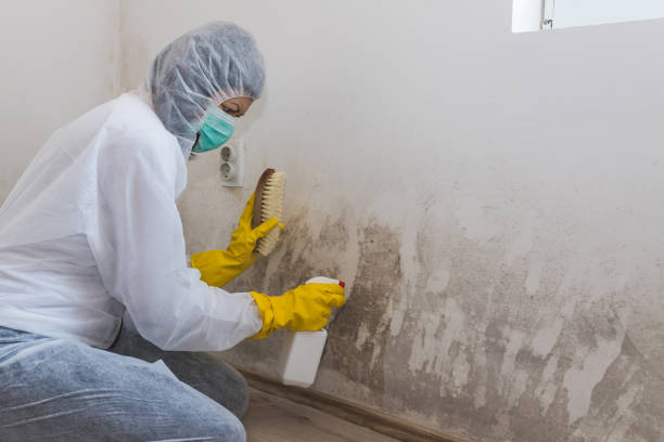 Best Certified Mold Removal  in Seeley Lake, MT