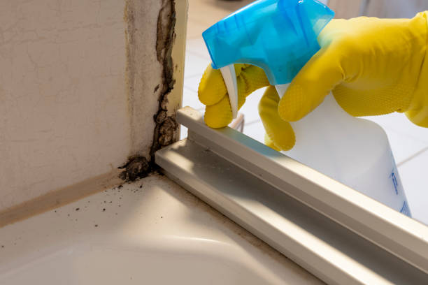 Best Office Mold Removal Services  in Seeley Lake, MT