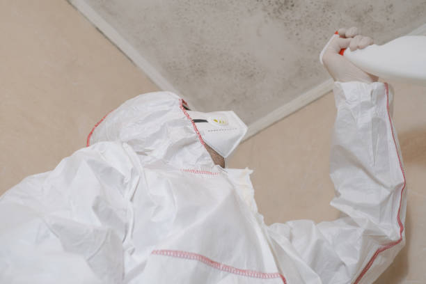 Best Mold Damage Repair  in Seeley Lake, MT