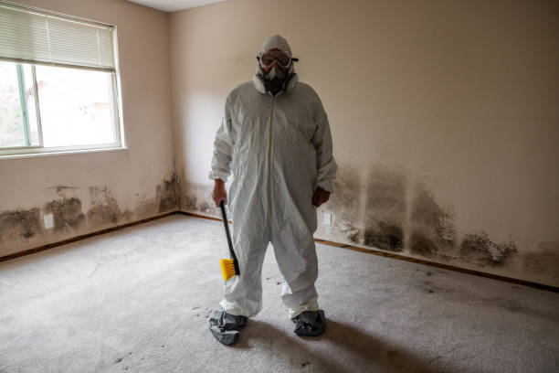 Best Attic Mold Removal  in Seeley Lake, MT