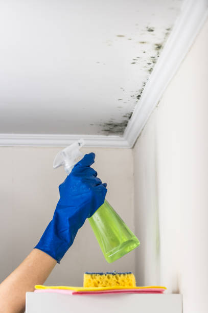 Best Commercial Mold Removal  in Seeley Lake, MT